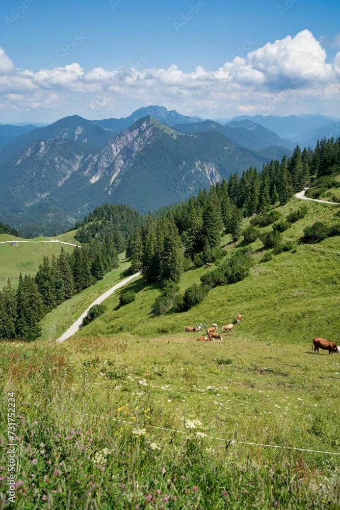 cattle grazing on the side of a grassy slope near a forest and mountains