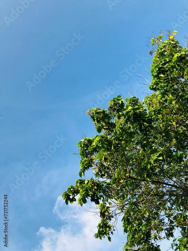 Vertical low angle shot of a green tree with lush leaves under a bright blue sky