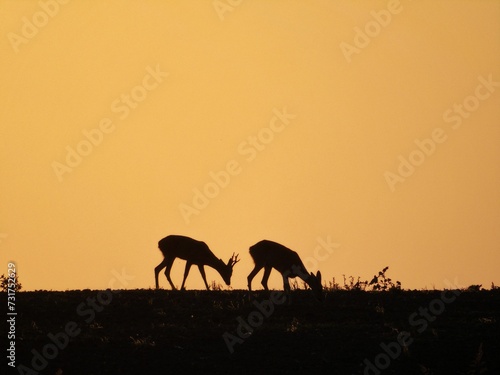 Silhouette of two deer grazing in a grassy meadow in the evening at sunset