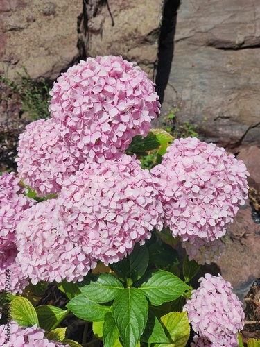 Vibrant pink Hydrangenea flower in full bloom surrounded by lush green foliage photo