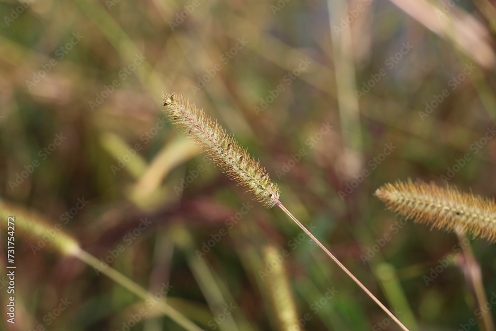 Closeup shot of cattail grass against a blurry background. Closeup shot of cattail grass against a blurry background.