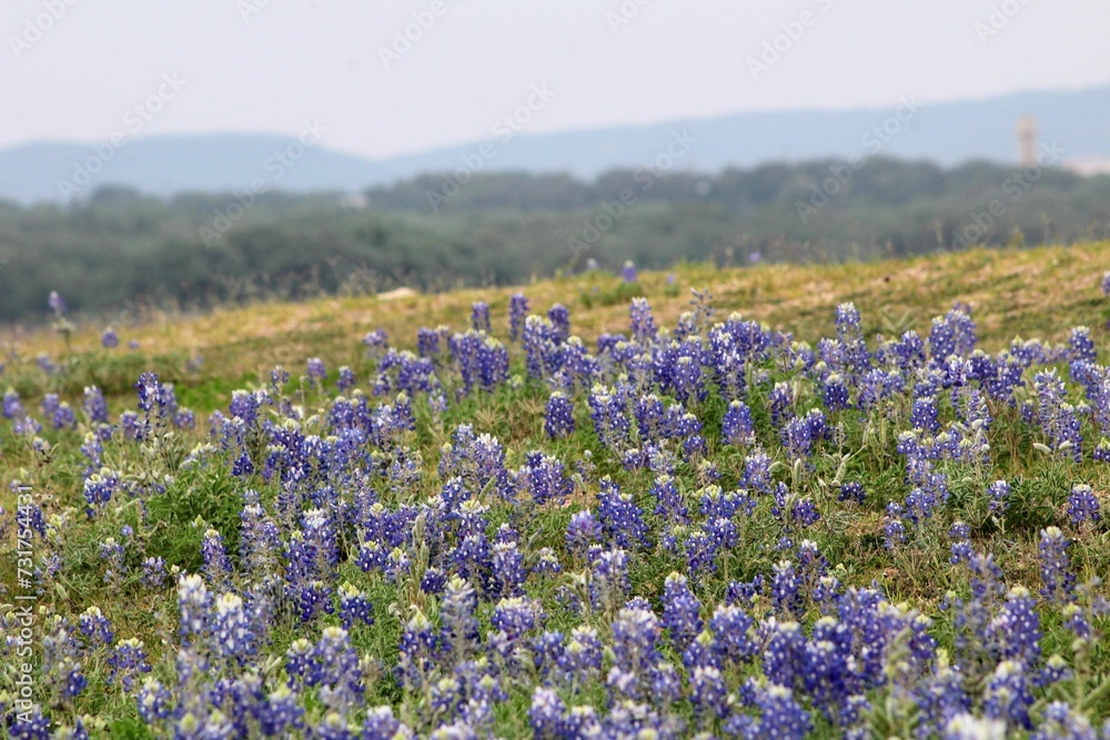 Stunning landscape of rolling hills, covered in a vibrant blanket of purple wildflowers, lavenders