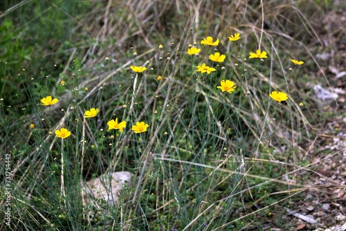 Vibrant display of yellow floral blooms against the lush green backdrop of a grassy meadow