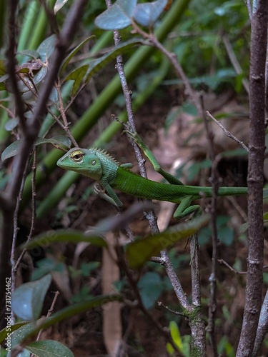 Green Garden Lizard perched on a branch in a lush, green forest
