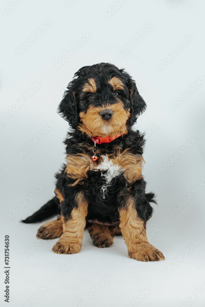 Fototapeta premium Adorable brown and black Berniedoodle puppy in the studio against a white background
