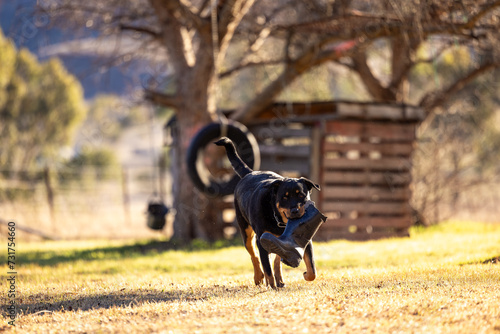 Rottweiler dog playing fetch with gumboot on dry lawn in summer photo