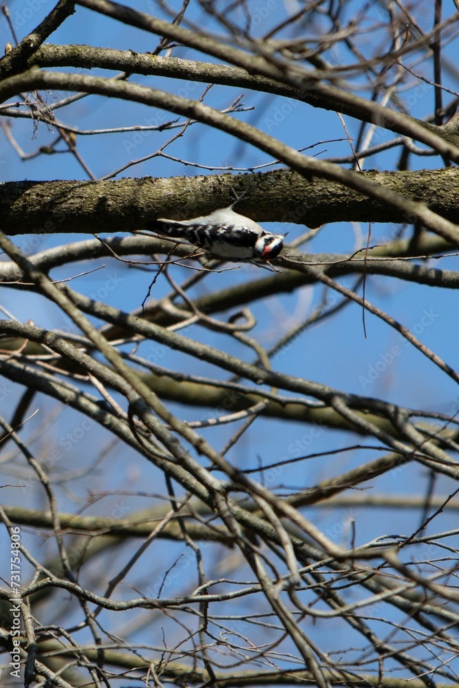 Vertical shot of a downy woodpecker perched on a tree branch Vertical shot of a downy woodpecker perched on a tree branch