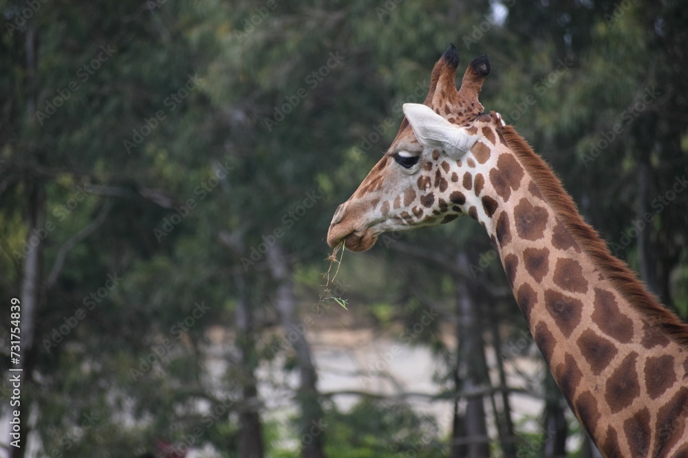 Closep of a giraffe eating grass in a zoo with a blurry background Closep of a giraffe eating grass in a zoo with a blurry background