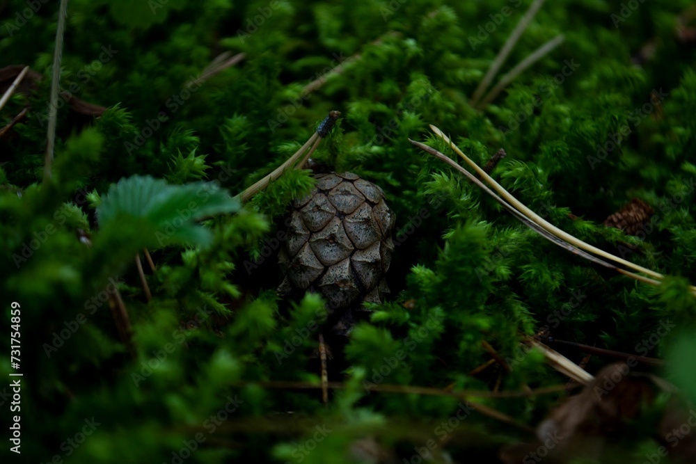Closeup of a pine cone in greenery in the daylight Closeup of a pine cone in greenery in the daylight