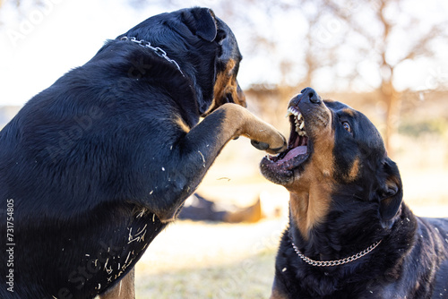 Rottweiler dogs playing with foot being bitten photo