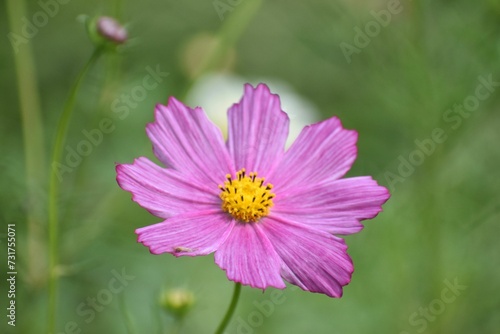 Closeup of pink Cosmea flower with a bright yellow center and green foliage in the background