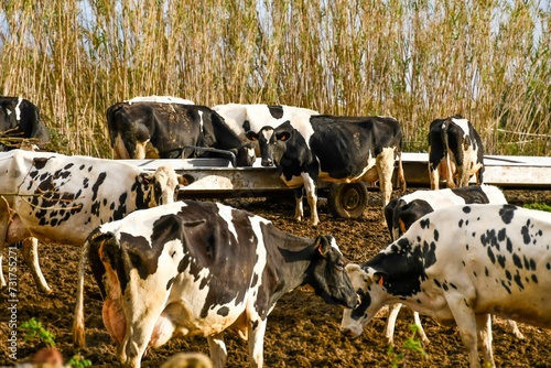 Large herd of cows grazing in a muddy field next to green vegetation