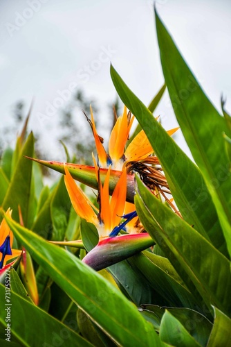 a bird of paradise plant blooming in the garden of trees