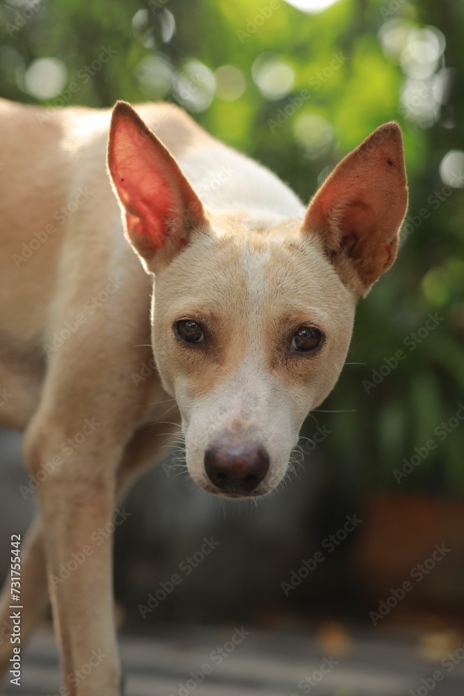 a small dog is walking along the street and looking back a small dog is walking along the street and looking back