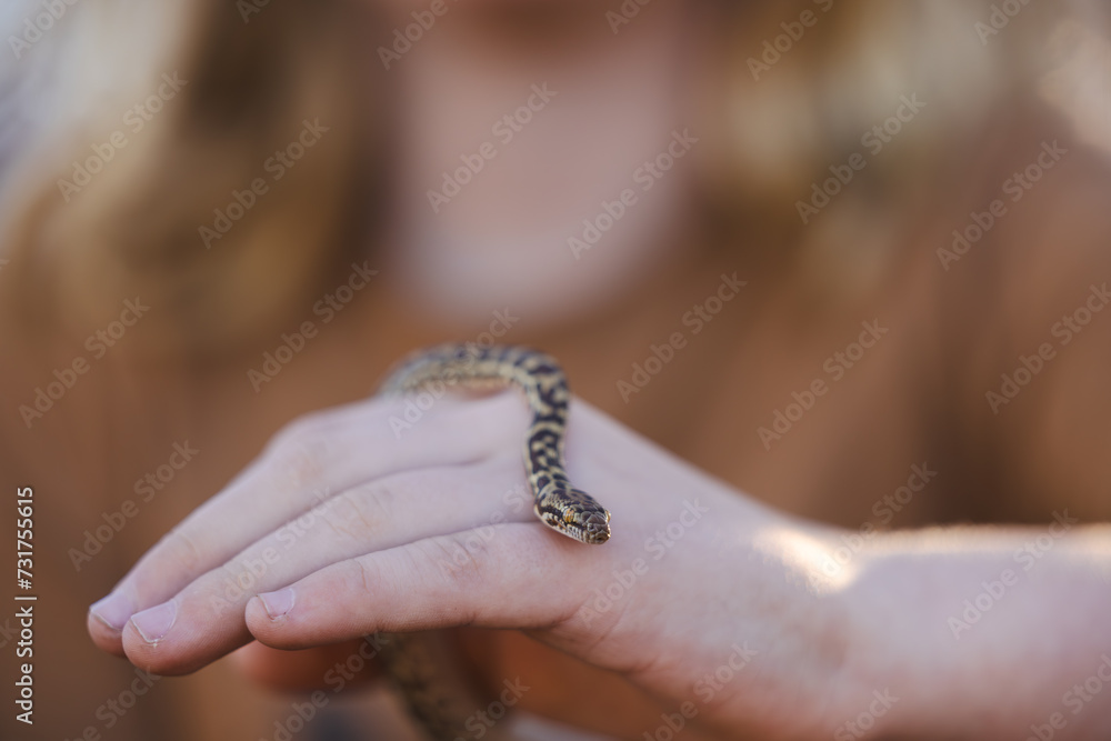 Close up of child's hands holding pet Children's Python snake Close up of child's hands holding pet Children's Python snake