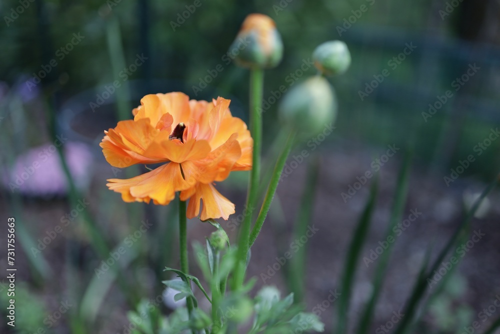 Close-up shot of a orange papaver flower growing in the garden in spring