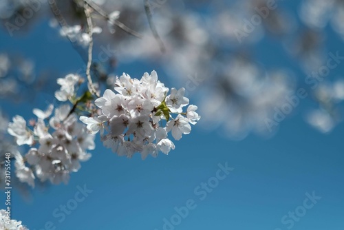 Close-up shot of a cherry blossom flower growing in the garden in spring
