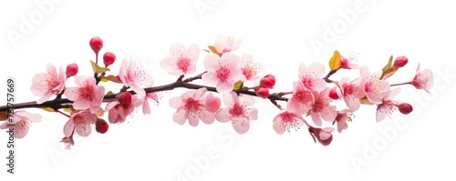 Springtime Elegance Cherry Blossom Branch in Watercolor Style on White Background