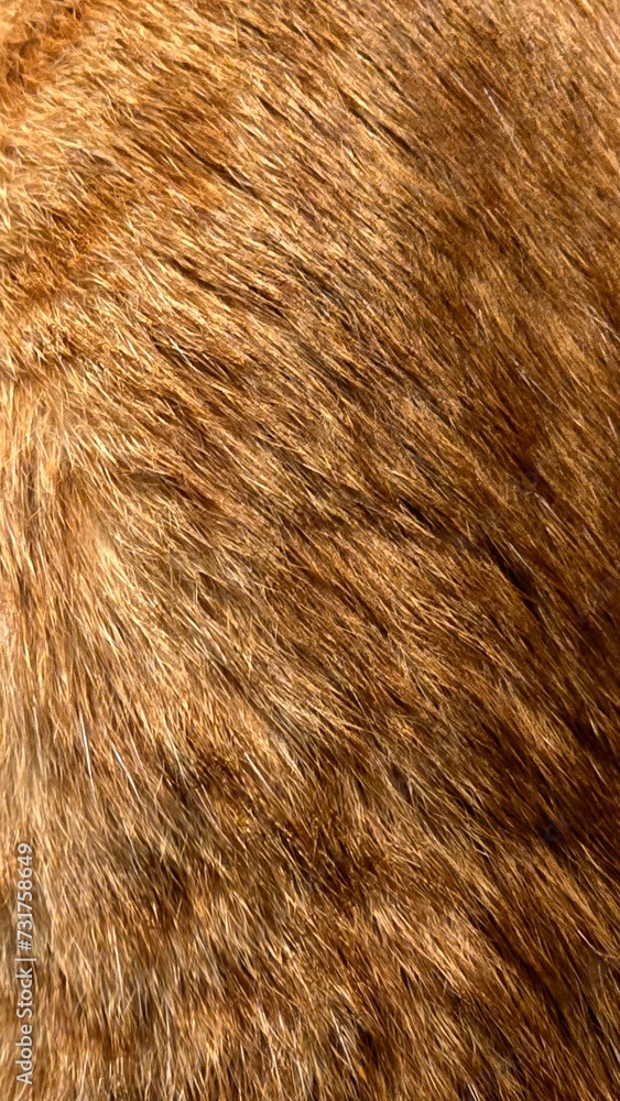 close up of fur close up of fur