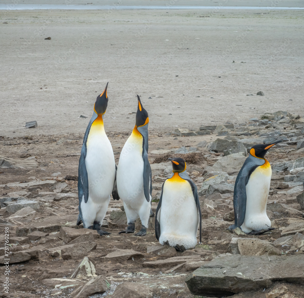 Fototapeta premium Four King Penguins breeding at Lagoon Bluff, Stanley, Falkland Islands (Islas Malvinas), UK