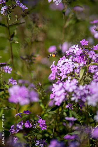 Sphinx Moth Hovering Over Violet Phlox in Bloom