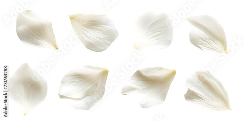 Collection of soft white flower petals isolated on transparent background #731763298