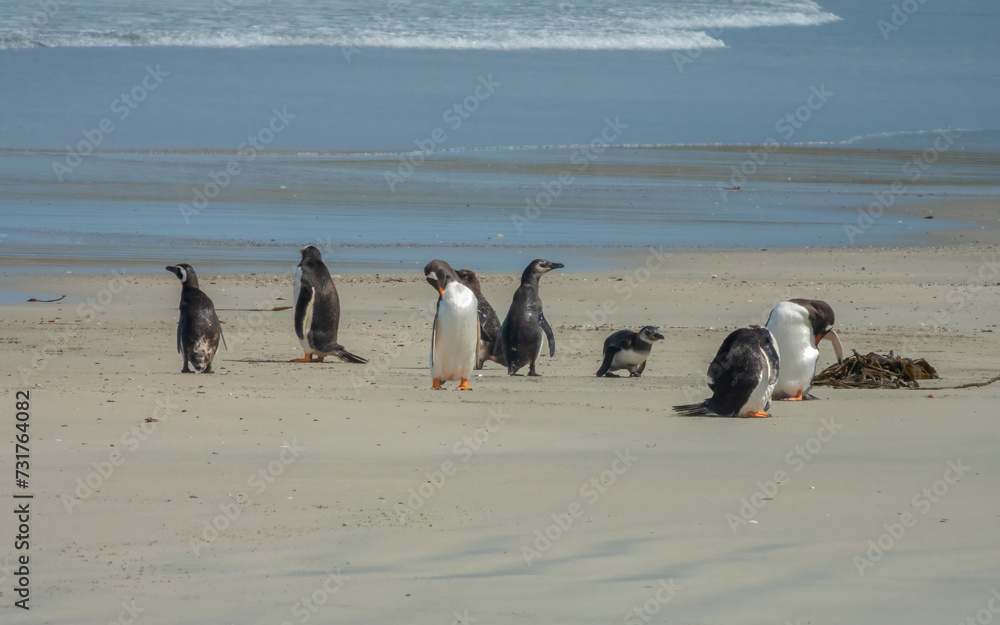 Naklejka premium King and Gentoo penguins taking their time on a sandy beach before plunging to the ocean on a foraging trip, Falkland Islands, UK