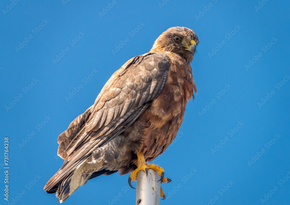 A hawk on its perch looking for prey on the beaches of Lagoon Bluff, Falkland Islands (Islas Malvinas), UK A hawk on its perch looking for prey on the beaches of Lagoon Bluff, Falkland Islands (Islas Malvinas), UK