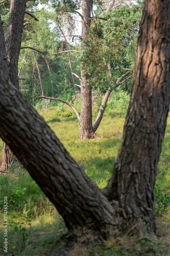 Fototapeta premium Tree in the forest and heathland of nature reserve Zonneheide in Hilversum in The Netherlands