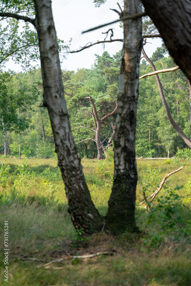 Fototapeta premium Tree in the forest and heathland of nature reserve Zonneheide in Hilversum in The Netherlands