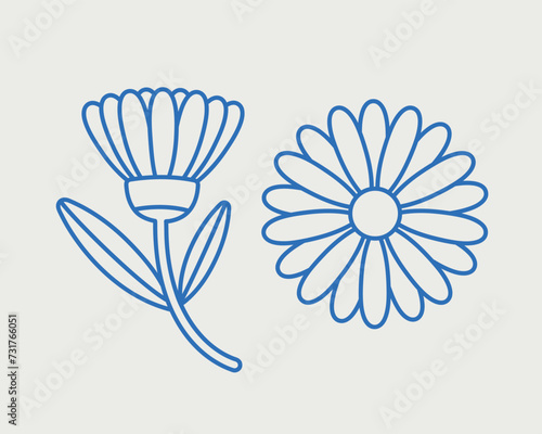 Calendula flower. Line art, retro. Plants and herbs for cosmetics.