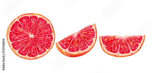 Collection of cutaway grapefruit.Illustration with watercolor and markers.Clip art of ecological pure fruit.Hand drawn isolated sketch.Healthy food for food packaging, juice, menu,agriculture.