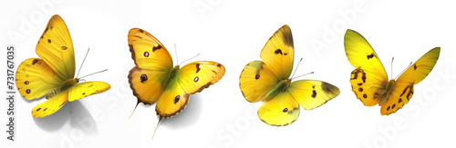 Collection set of yellow butterflies isolated on transparent or white background, png photo