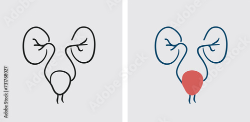 Urologists work closely with other healthcare professionals, including gynecologists, pelvic floor physical therapists, and primary care physicians