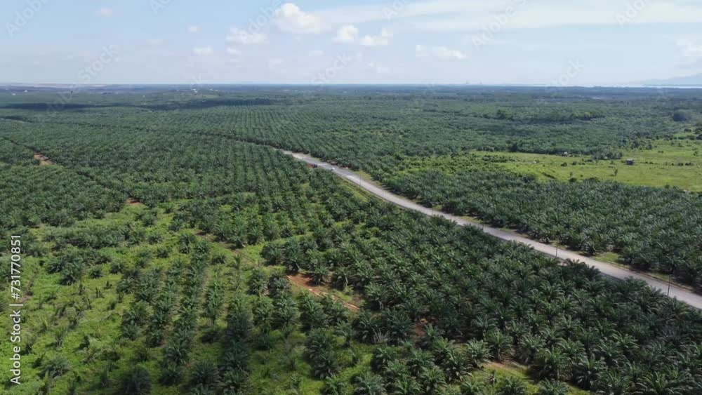 Aerial view of a freeway surrounded by oil palm plantations Aerial view of a freeway surrounded by oil palm plantations