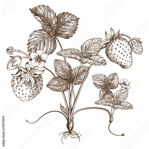 Sketch of a strawberry bush. Berries, flowers, branches and leaves on a white background. Vector, linear illustration in the style of an old engraving. Images for packaging herbal tea, jam.