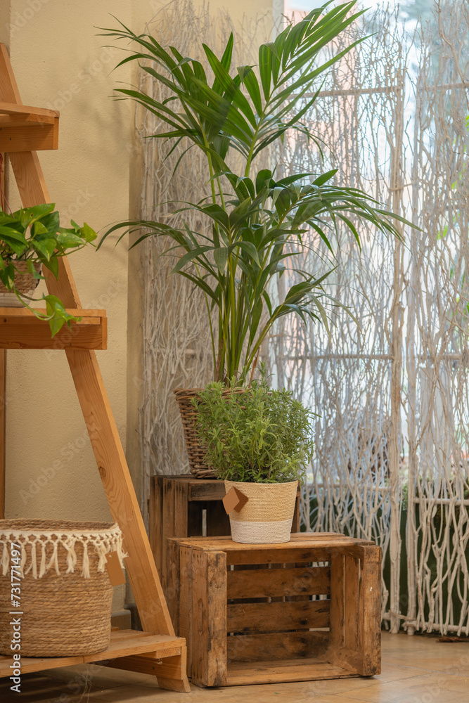 Obraz premium Indoor Greenery by the Window