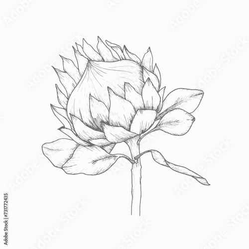 Floral vector illustration. Tropical african rose Protea ink hand drawn painting for wedding, invitation, greetinf card, logo design