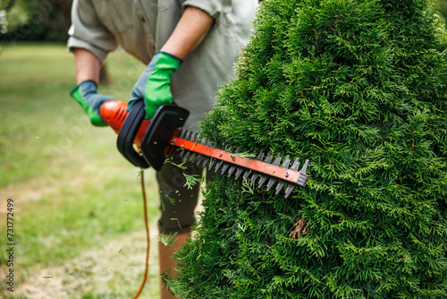 Trimming and landscaping of bushes at backyard. Woman gardener is using electric hedge trimmer to trim thuja shrub in garden photo