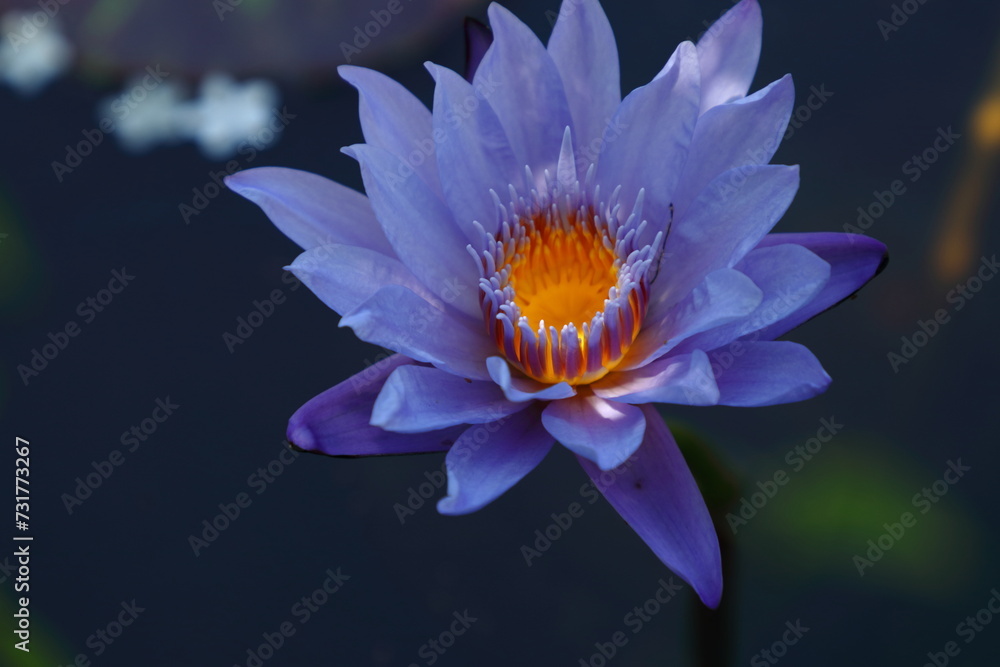Purple lotus in the pond Purple lotus in the pond