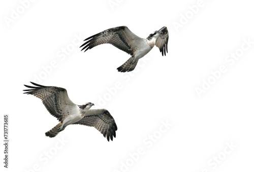 Zwei Fischadler (Pandion haliaetus) beim Luftkampf photo