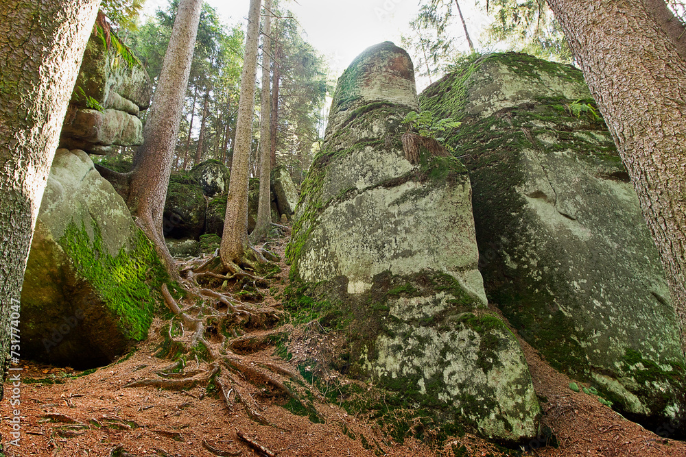 A forest landscape with picturesque cliffs. Nature of Poland A forest landscape with picturesque cliffs. Nature of Poland