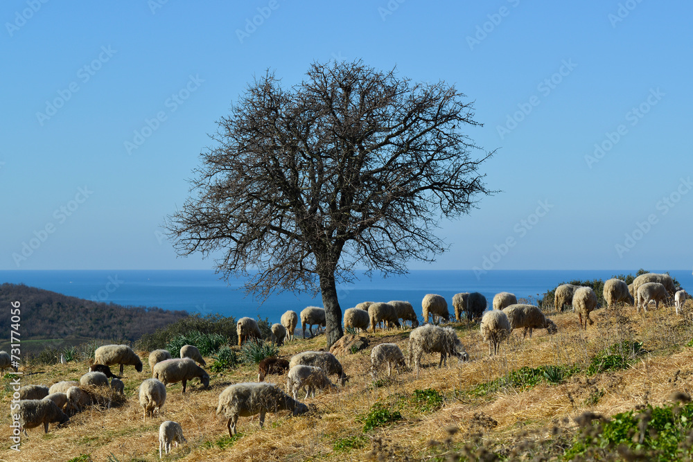 Troupeau de moutons dans une pâture au bord de mer Stock Photo Adobe Stock