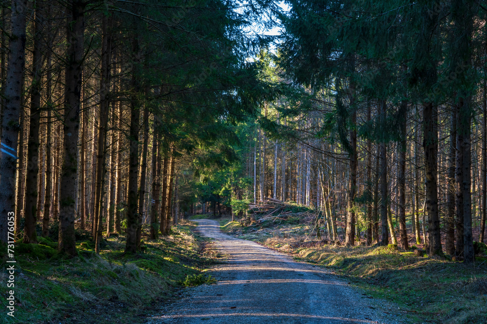 Fototapeta premium Bavarian Forest foot path with light at the end of the tunnel