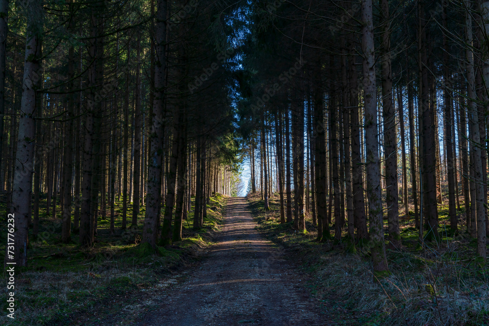 Obraz premium Bavarian Forest foot path with light at the end of the tunnel