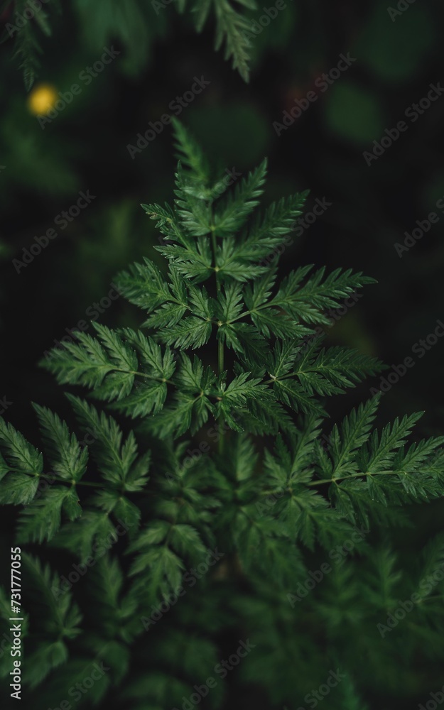 Vertical shot of a single poison hemlock leaf illuminated in a dim light