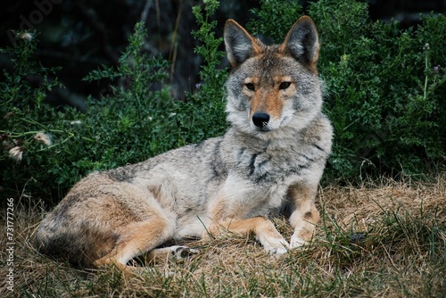 Single coyote sitting in the grassy  green landscape.