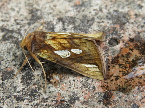 Gold Spot moth (Plusia festucae) photo