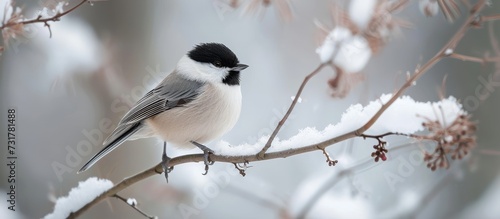 A songbird perched on a snow-covered twig, its tiny beak chirping a sweet melody amidst the wintry scene.
