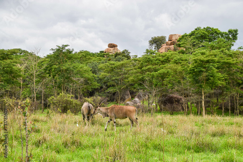 A pair of eland antelopes in a nature reserve in Zimbabwe with balancing rocks